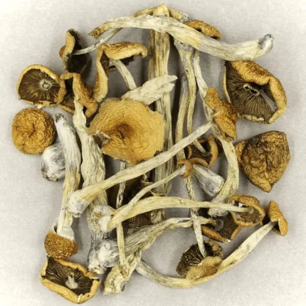 Buy Psilocybe Mexicana