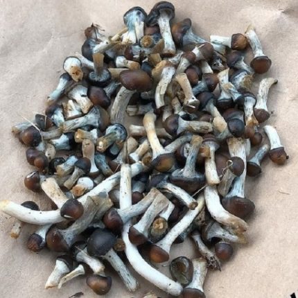 Psilocybe Stuntzil