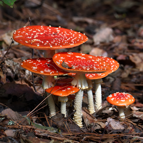 Amanita Muscaria Mushrooms