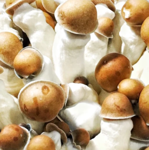 penis envy mushrooms for sale