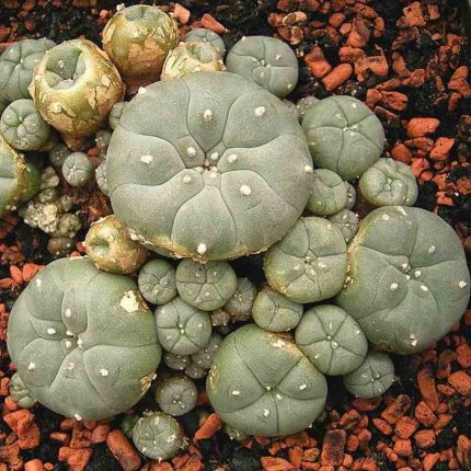 Peyote Seeds For Sale