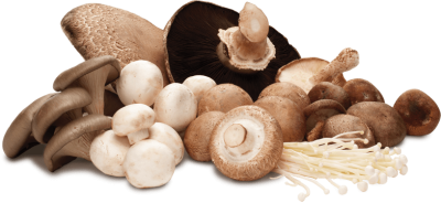 where to buy magic mushrooms